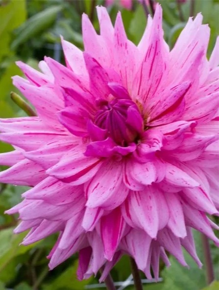 Dahlia American dream