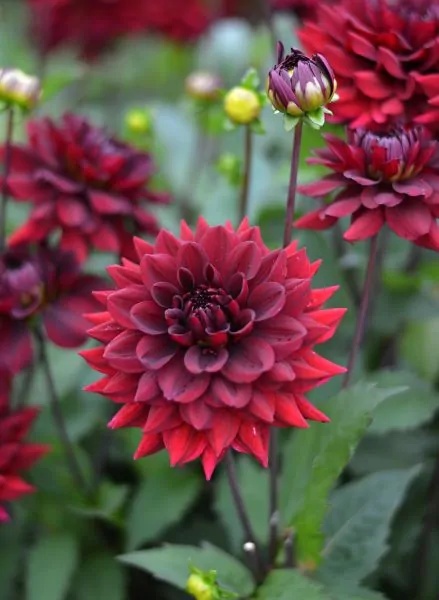 Dahlia Arabian night