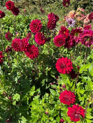 Dahlia Arabian night