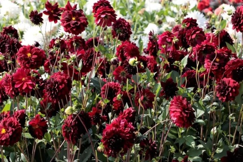 Dahlia Arabian night