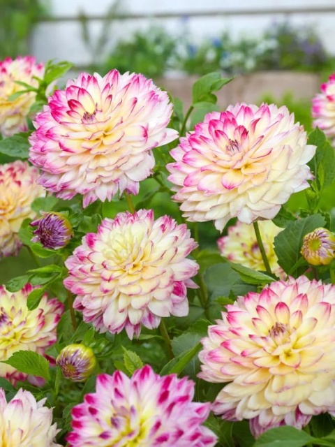 Dahlia Ariko aphrodite