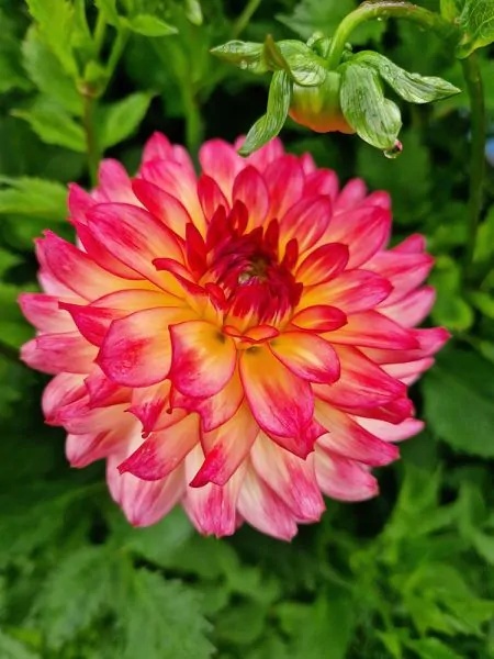Dahlia Armateras