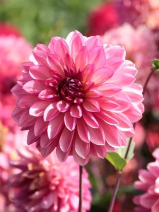 Dahlia Bacardi