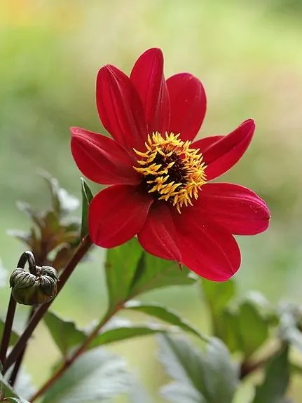 Dahlia Bishop of auckland