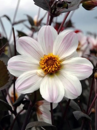 Dahlia Bishop of dover