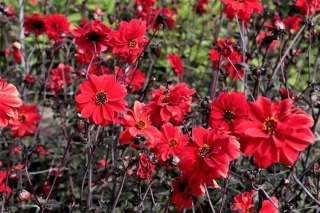 Dahlia Bishop of llandaff