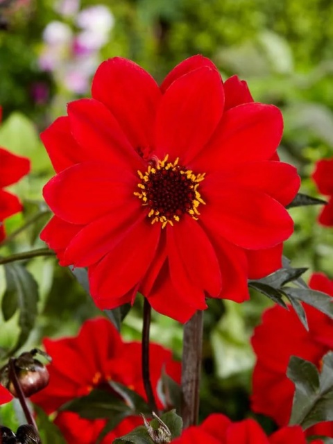 Dahlia Bishop of llandaff