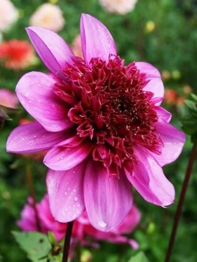 Dahlia Blue bayou