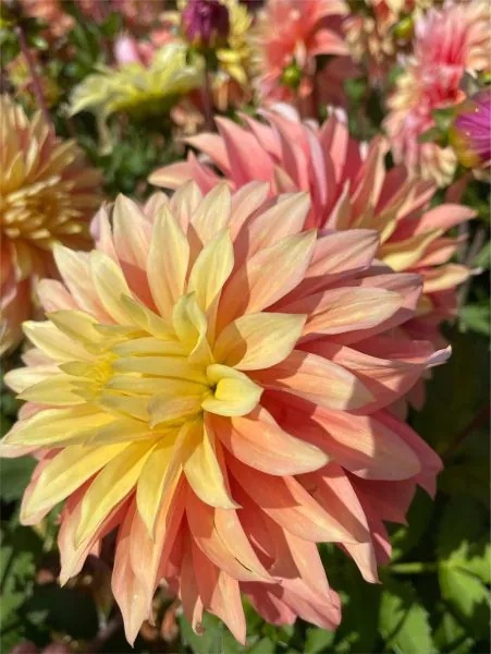 Dahlia Blushing lady