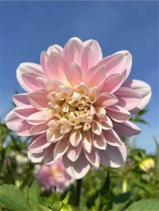 Dahlia Bracken Ballerina