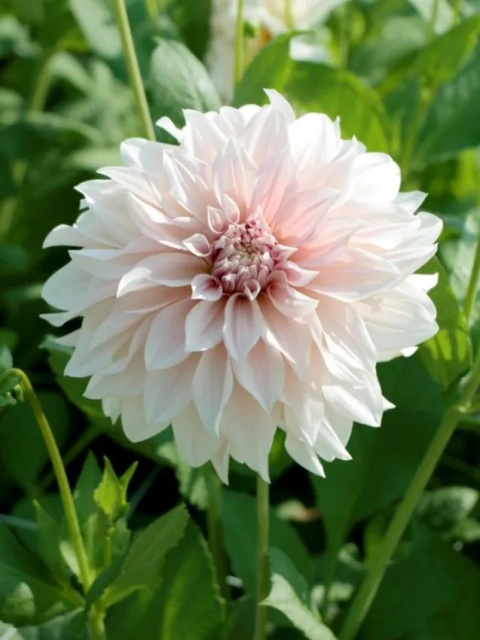 Dahlia Cafe au lait
