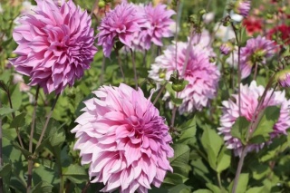 Dahlia Cafe au lait rose