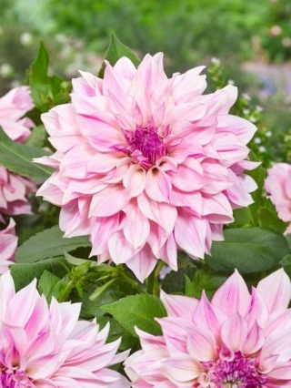 Dahlia Cafe au lait royal