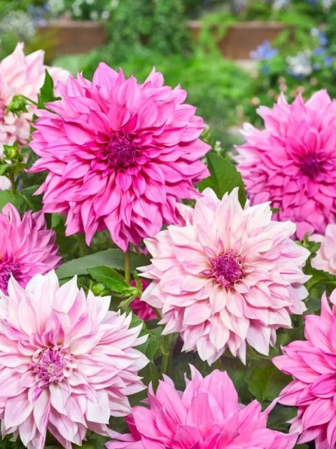 Dahlia Cafe au lait royal