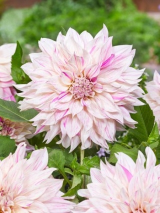 Dahlia Cafe au lait twist