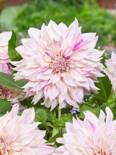 Dahlia Cafe au lait twist