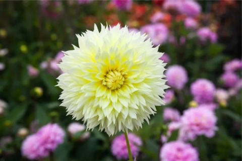 Dahlia Canary fubuki