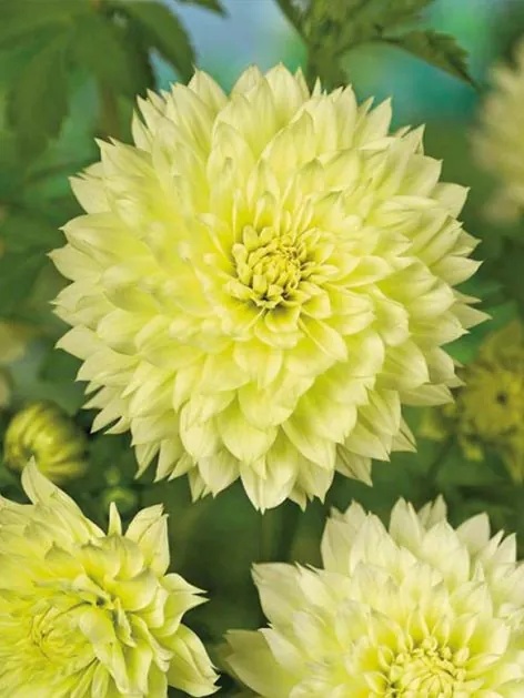 Dahlia Canary fubuki
