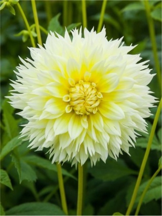 Dahlia Canary fubuki