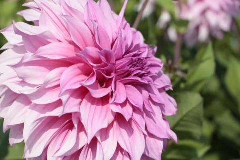 Dahlia Cafe au lait rose