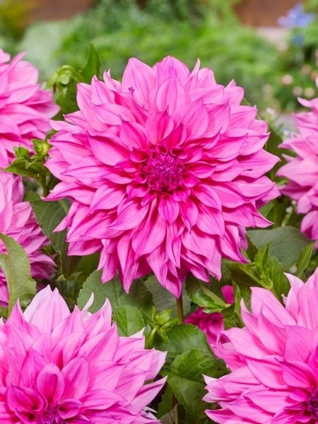 Dahlia Cafe au lait rose