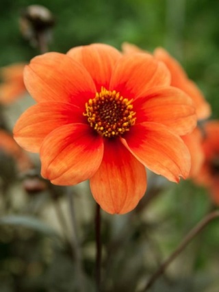 Dahlia Catherine deneuve