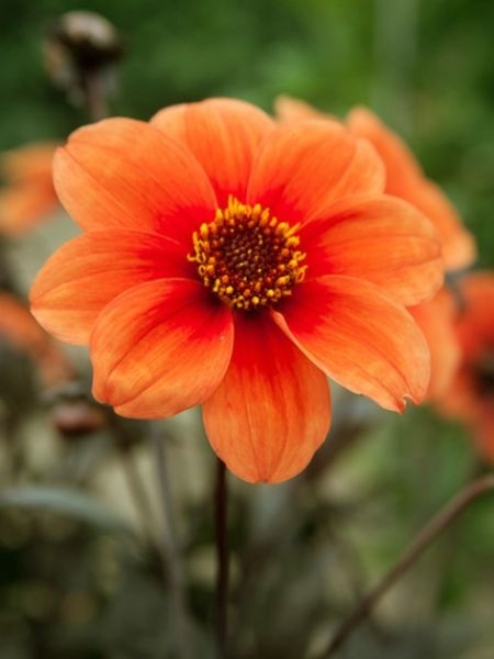 Dahlia Catherine deneuve