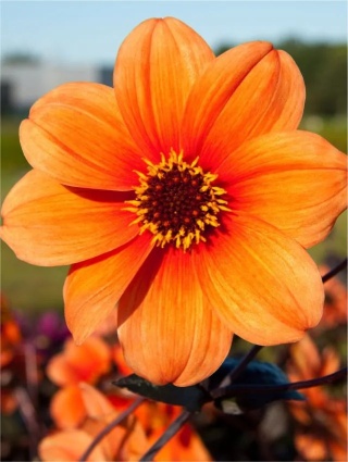 Dahlia Catherine deneuve