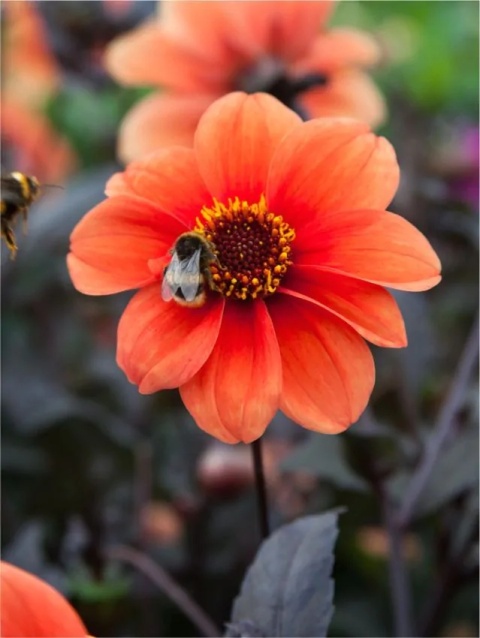 Dahlia Catherine deneuve