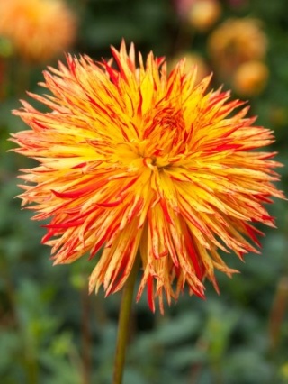 Dahlia Cheyenne chieftain