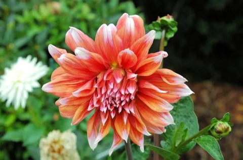 Dahlia Color spectacle
