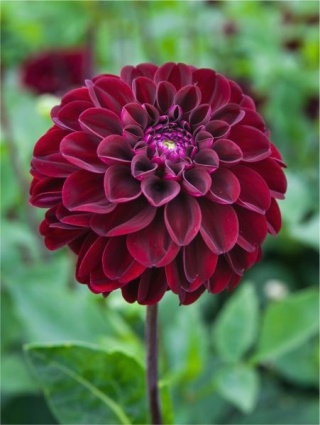 Dahlia Dark spirit