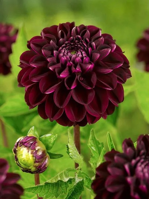 Dahlia Dark spirit
