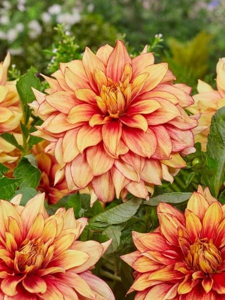 Dahlia Dazzling magic