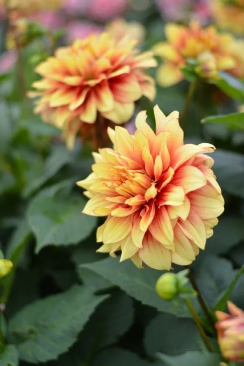 Dahlia Dazzling magic