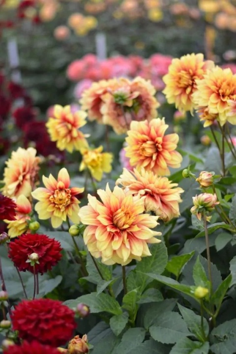 Dahlia Dazzling magic