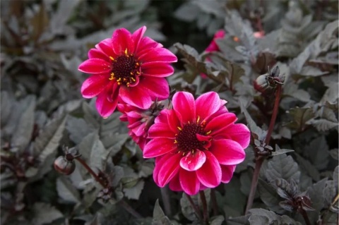 Dahlia Dracula