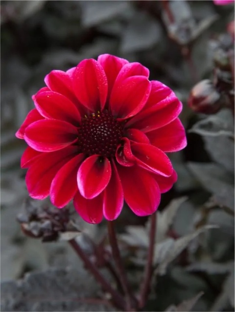 Dahlia Dracula