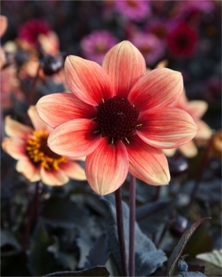 Dahlia Dragon ball