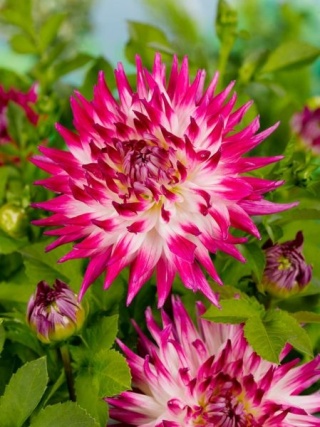Dahlia Dutch explosion