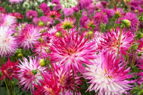 Dahlia Dutch explosion