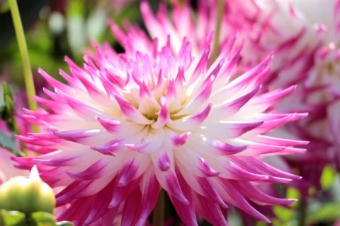 Dahlia Dutch explosion