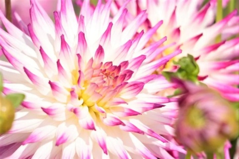 Dahlia Dutch explosion