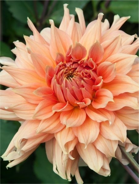 Dahlia Fairway spur