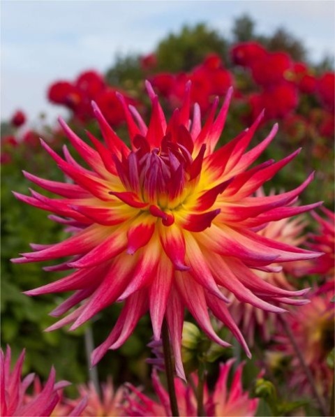 Dahlia Electric flash