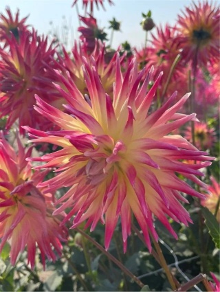 Dahlia Electric flash