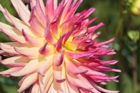 Dahlia Electric flash