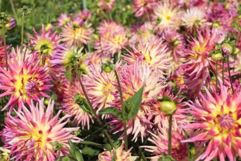 Dahlia Electric flash