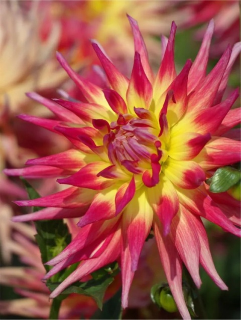 Dahlia Electric flash