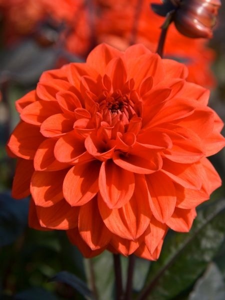 Dahlia Ellen houston